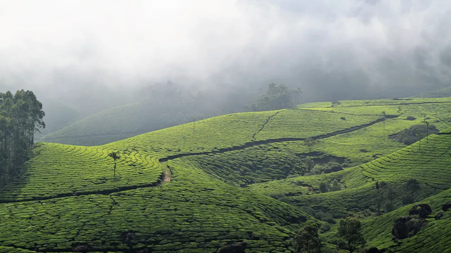 Terraced tea gardens disappearing into mist over the Munnar hills