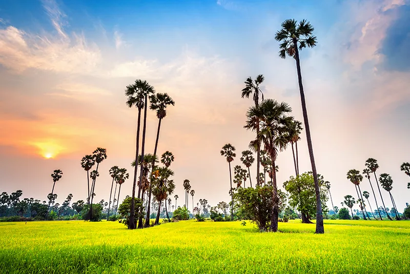 Tall coconut palms rising over a flooded rice field at sunset