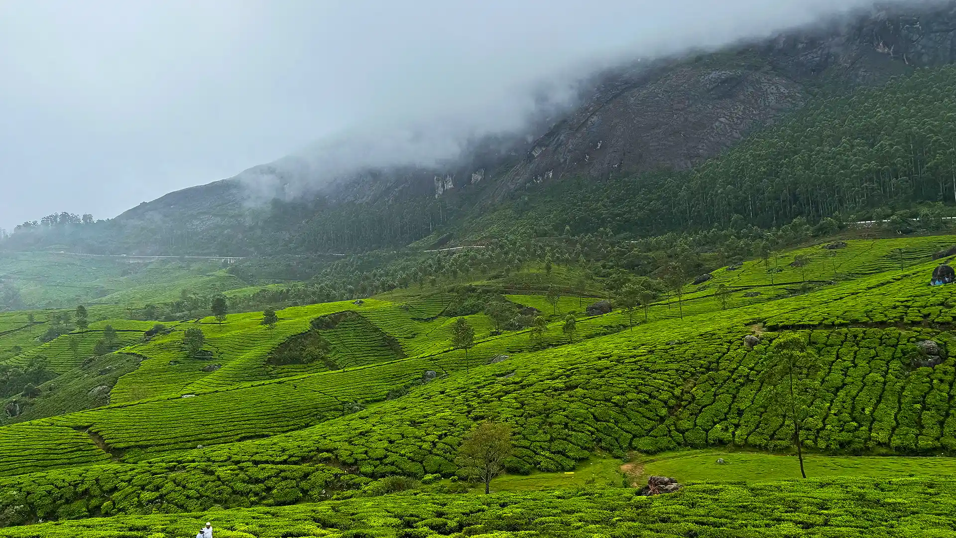 Vast terraced tea plantations climbing towards a rocky mountain in low cloud