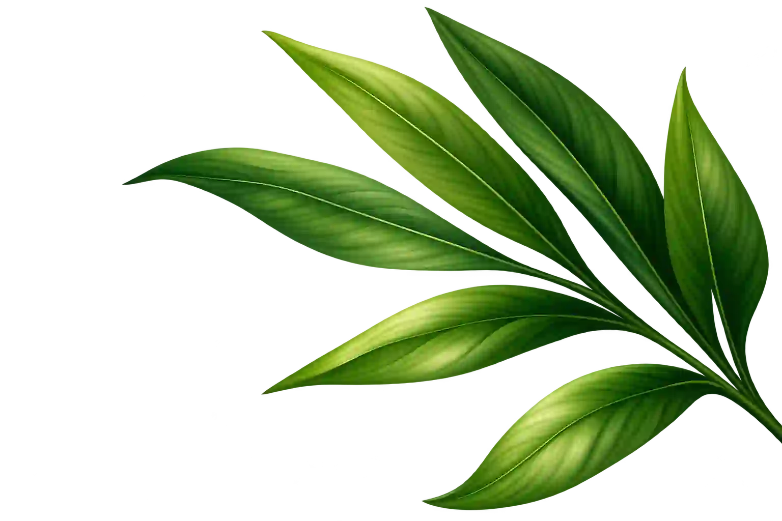 Decorative tropical leaves