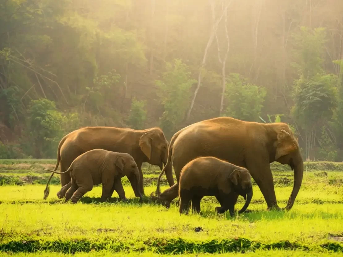 Thekkady Wildlife Package